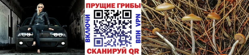 цены наркотик  Шумерля  Галлюциногенные грибы Psilocybe 